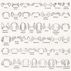 an image of different types of cat ears and their names in black ink on white paper