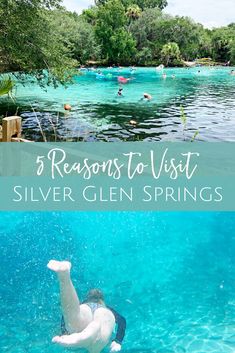 people swimming in clear blue water with text overlay that reads 5 reasons to visit silver glen springs