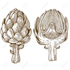 two artichokes, one with an open flower and the other with leaves