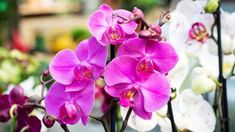 purple and white orchids are in the foreground, with other flowers behind them