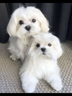 two small white dogs sitting next to each other