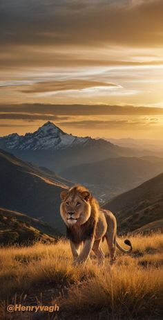 a lion walking across a grass covered field next to tall mountains at sunset with the sun behind it