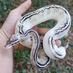 a hand holding a white and black snake