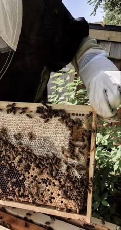 a beekeeper holding up a frame full of bees