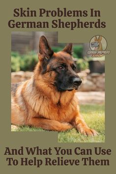 a german shepherd dog laying in the grass