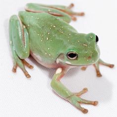 a green frog sitting on top of a white surface