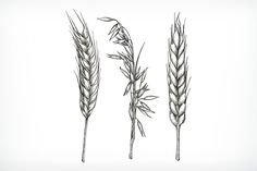 Wheat Drawing, Elements Tattoo, Flower Tattoo Designs, Mini Tattoos, Inspirational Tattoos, Leg Tattoos, Flower Tattoos, New Tattoos