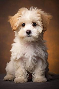 a small white dog sitting on top of a black table next to a brown wall