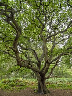 an old tree in the middle of a forest with lots of green leaves on it