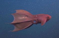 a large squid swimming in the ocean with stars on it's back end and its mouth open