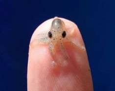 a tiny insect sitting on top of a persons finger