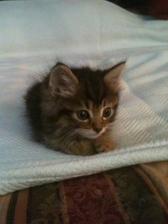 a small kitten laying on top of a bed under a white blanket and looking at the camera