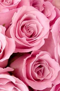 pink roses are shown close up in this image