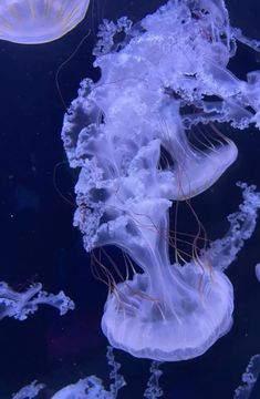 some very pretty jellyfish in the water