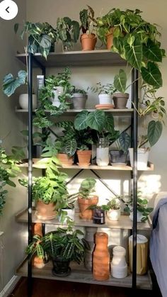 a shelf filled with lots of potted plants