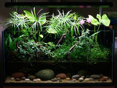 an aquarium filled with plants and rocks