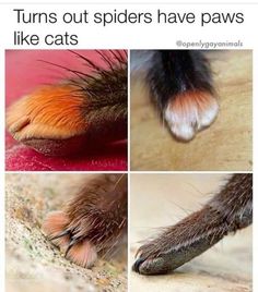 the paws and claws of a cat are shown in four different pictures, including one that has