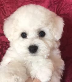 a small white dog sitting on top of a red couch next to a persons hand