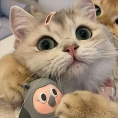 a cat is holding a toy in front of it's face and looking at the camera