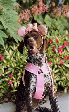 a brown dog wearing a pink minnie mouse ears hat sitting in front of some flowers