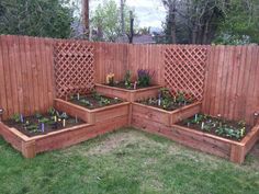 several wooden raised garden beds with plants growing in them