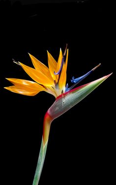 a bird of paradise flower on a black background