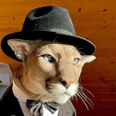 a cat wearing a suit and tie with a top hat on it's head