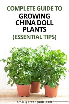 three potted plants with the words complete guide to growing china doll plants essential tips