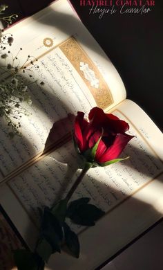 a single rose sitting on top of an open book