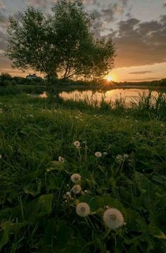 the sun is setting over a lake with dandelions in the grass and trees