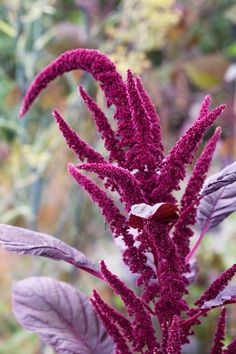 a purple plant with green leaves in the foreground and other plants in the background