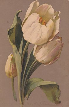 two white tulips with green leaves on a brown background