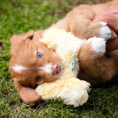 a small brown and white puppy playing with a stuffed animal