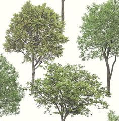 four trees are shown in different stages of growth