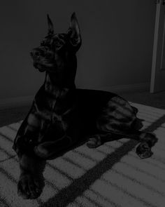 a large black dog laying on top of a rug