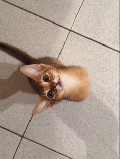 an orange kitten looking up at the camera with its eyes wide open on a tile floor