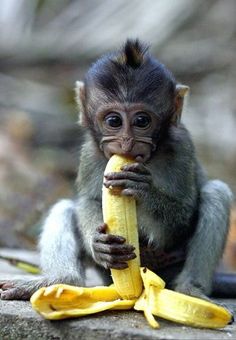 a small monkey eating a banana on the ground