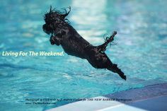 a black dog is jumping into the pool