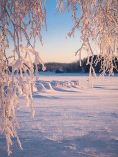 snow covered trees in the middle of a snowy field