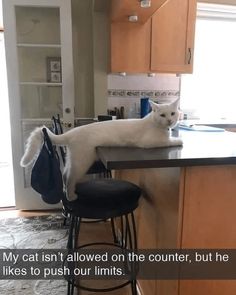 a white cat sitting on top of a counter next to a black chair in a kitchen