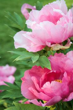 pink flowers are blooming in the garden