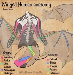 the diagram shows how winged human anatomy works in this graphic, which includes bones, muscles, and bras