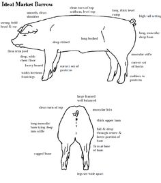 the diagram shows how to draw a pig's body and its features in different ways