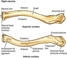 an image of the bones of two different types of human body parts and their functions