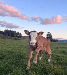 a brown and white cow standing on top of a lush green field