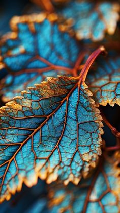 a blue and gold leaf is shown in this close up photo, it appears to be dying