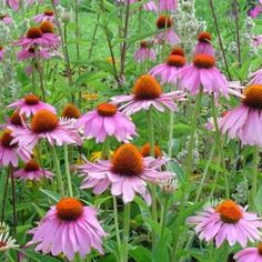 many purple flowers are growing in the grass