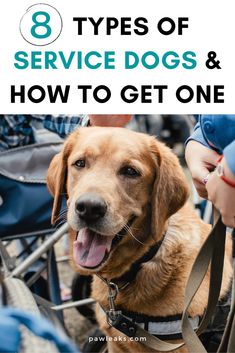 a dog with its tongue out and the words 8 types of service dogs & how to get one