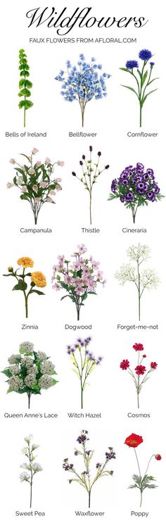 the different types of wildflowers are shown in this poster