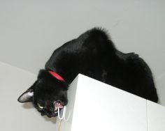 a black cat laying on top of a white wall next to a red object in it's mouth